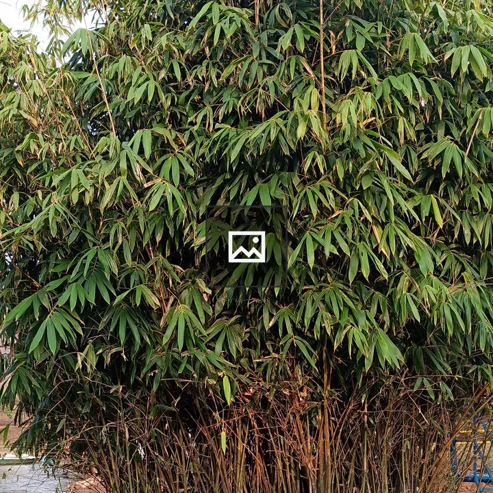 Bamboo and Traveler Resting