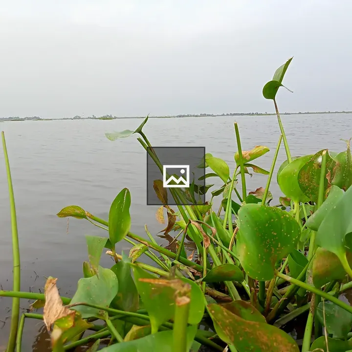 Water and Water Hyacinths