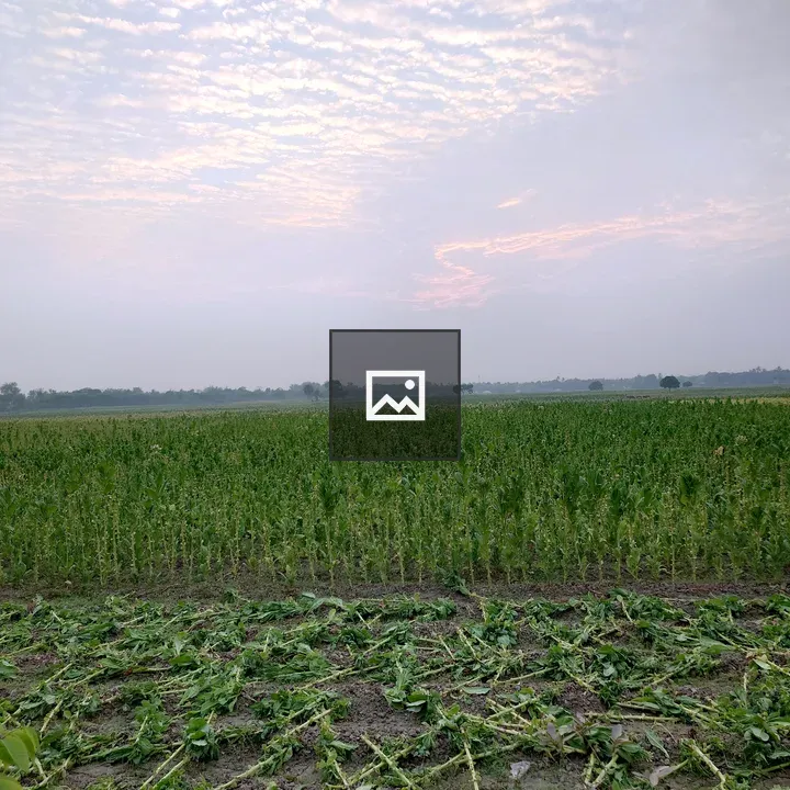 Field with Crops at Sunset
