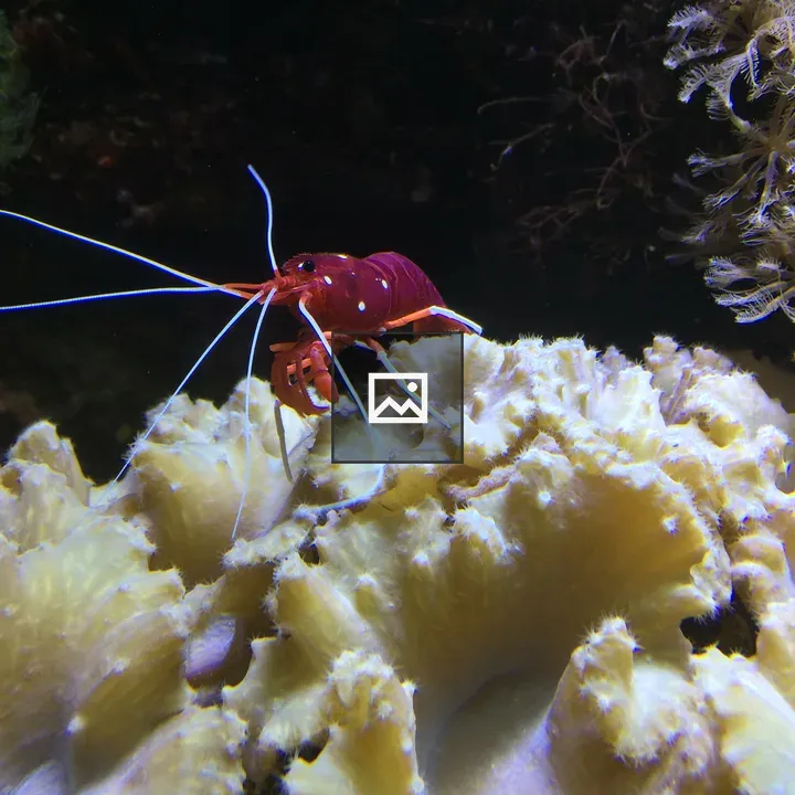 Red shrimp on white anemone