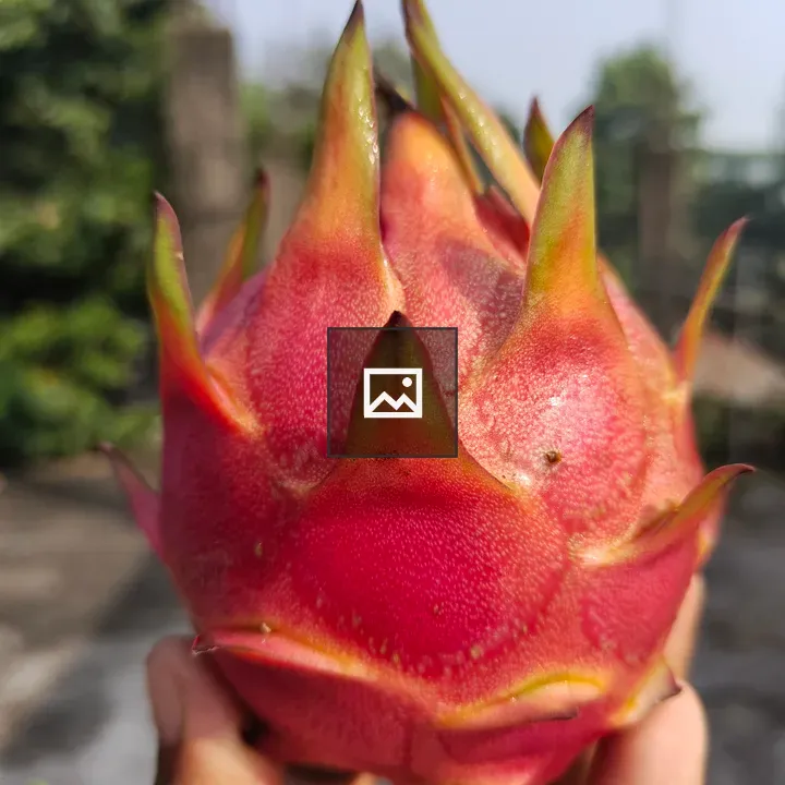 Portrait of a dragon fruit