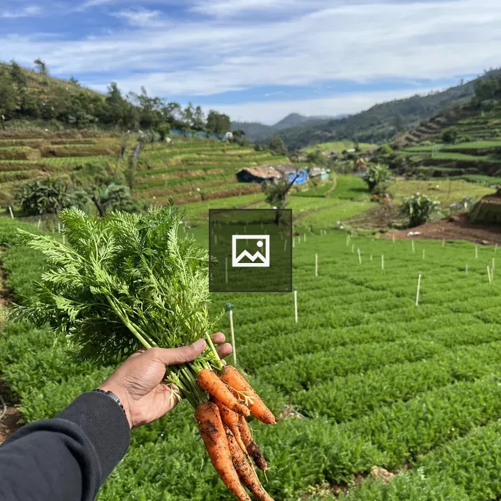 Handful of Fresh Carrots