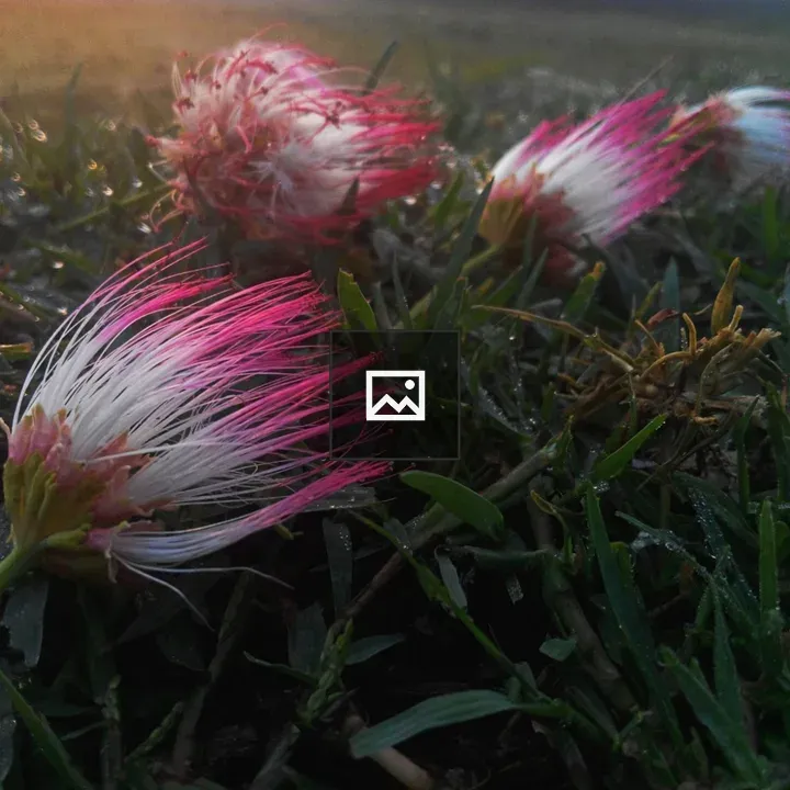 Fallen Koroi Flowers in Dew