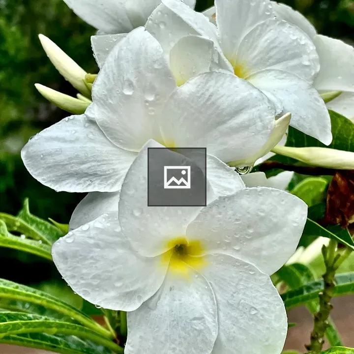 Wet Plumeria flowers
