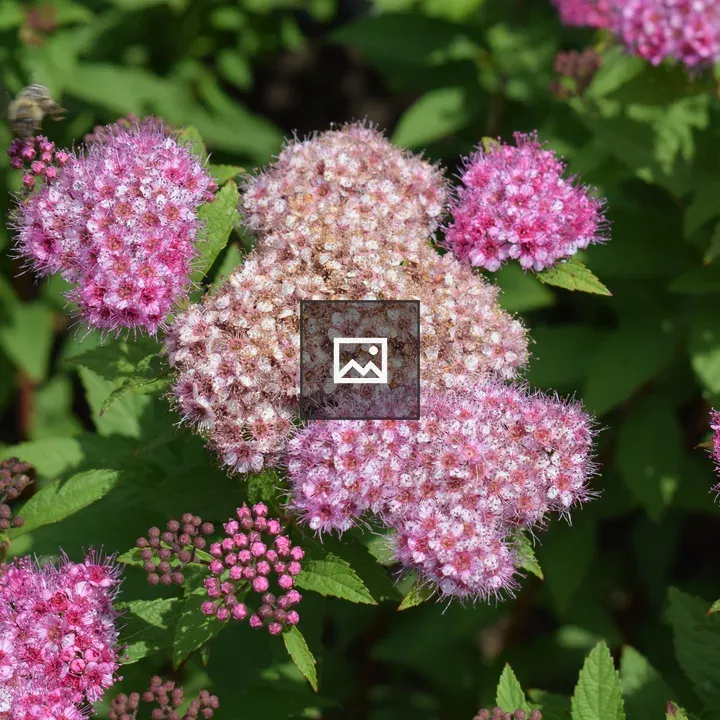 Pink flowers blooming mix