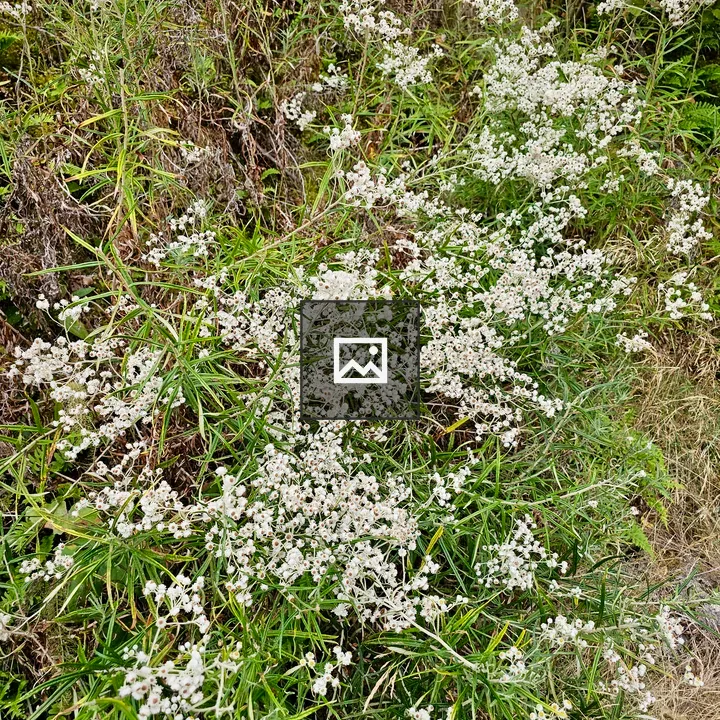 Small white wildflowers by rocky path