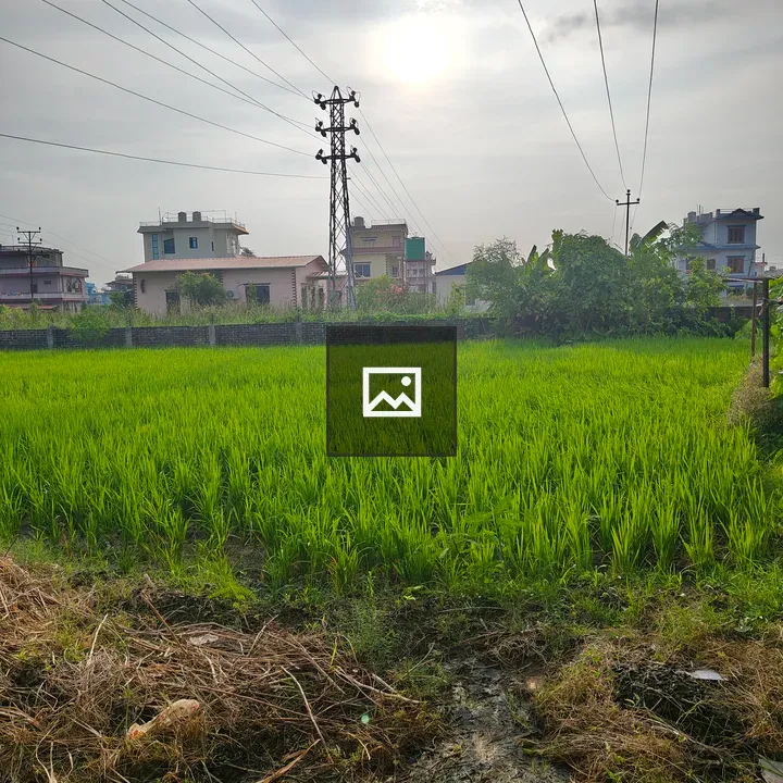 Rice field with tall green plants