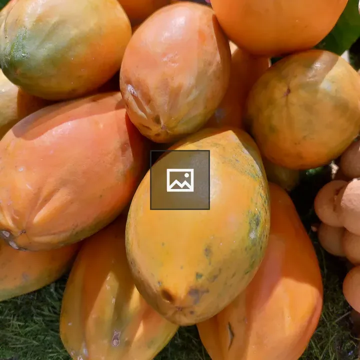 Papaya