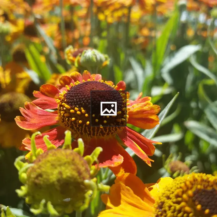Blooming flower in sun