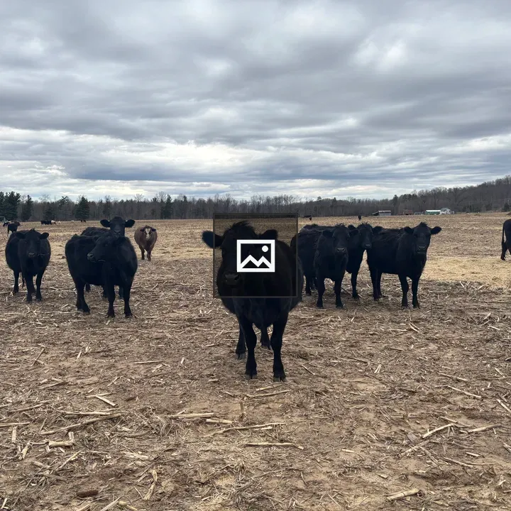 Herd of black cows in field