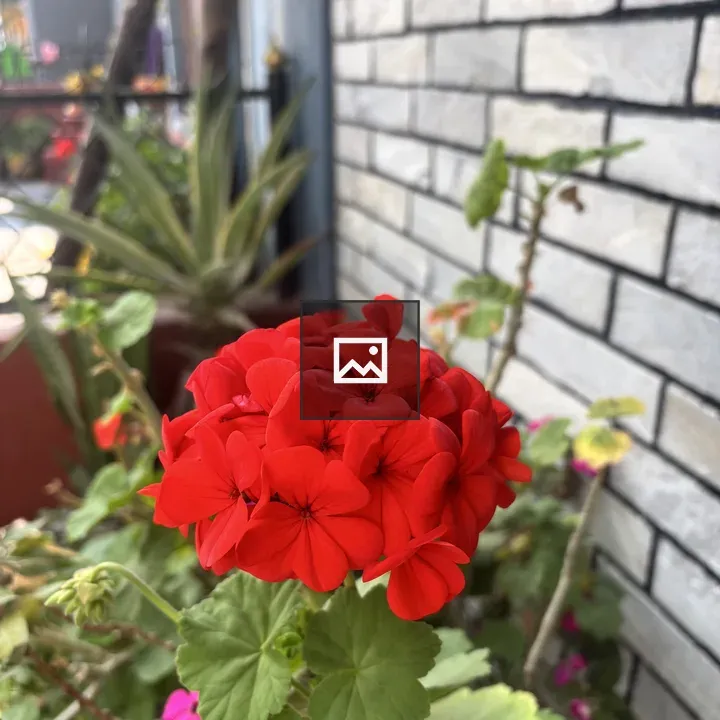 Close-up Red Geranium Flower Cluster