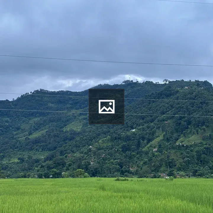 Rice field and mountains