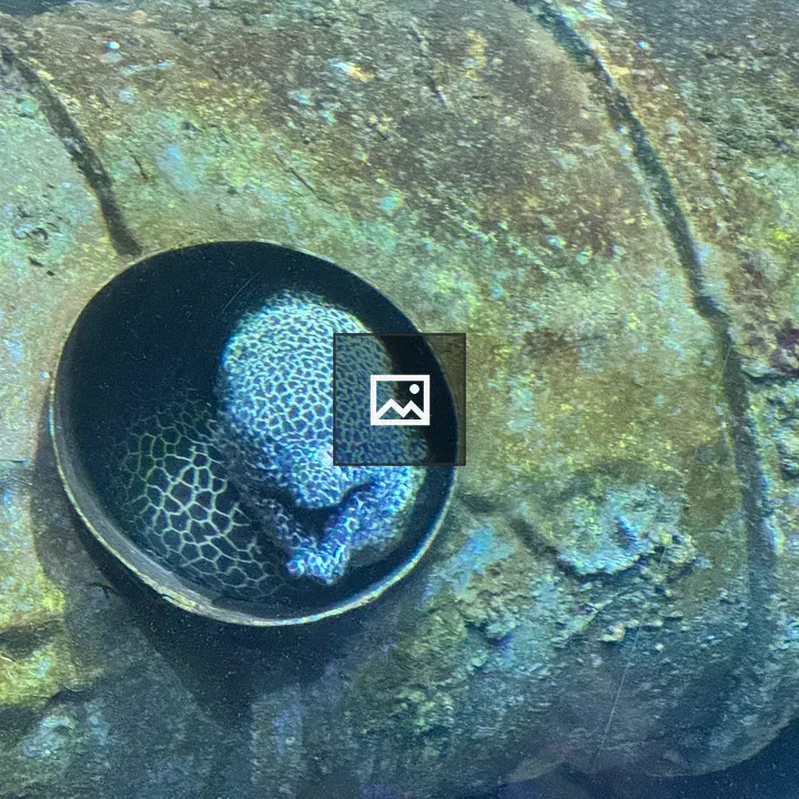 Spotted moray eel in mossy pipe