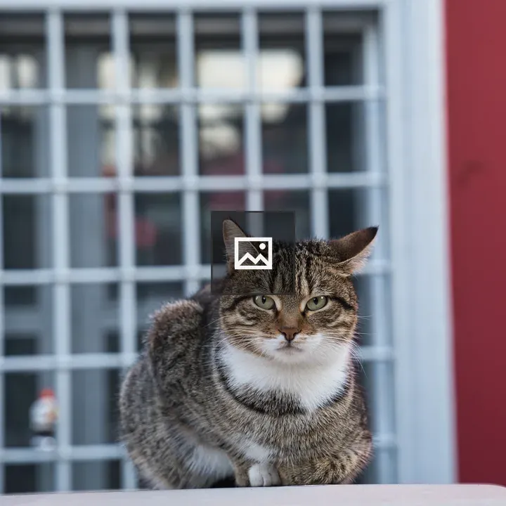 Tabby cat on ledge