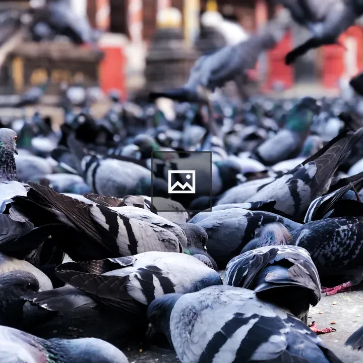 Pigeons Feeding on Maize at Temple Floor