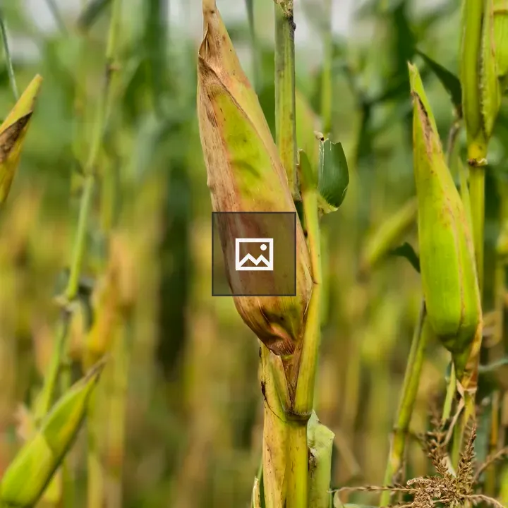Corn Ear in Husks Close-Up