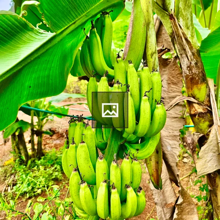 Robusta banana plant with fruit