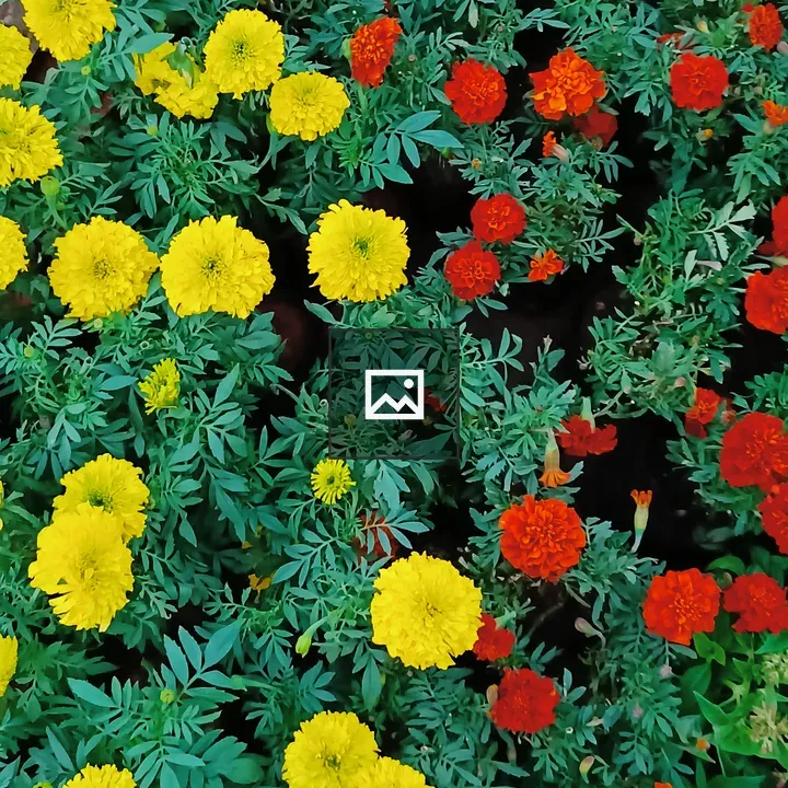 Group of red and yellow flowers