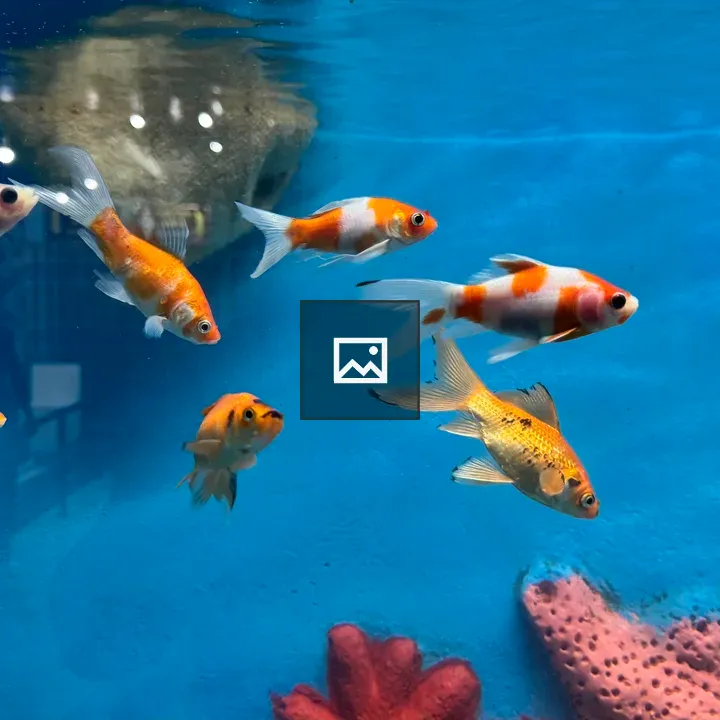 Goldfish in Blue Aquarium