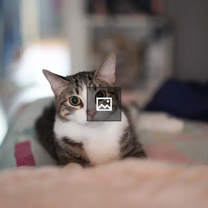 Tabby and white cat on bed