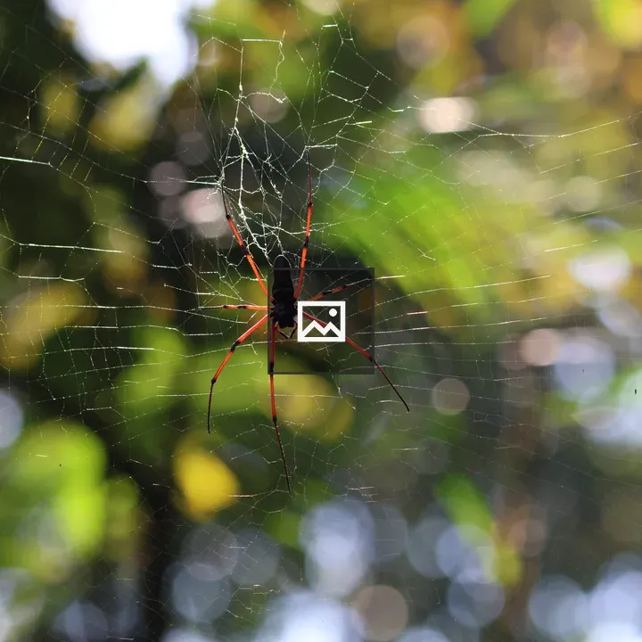 Spider on Web in Satchhari Park