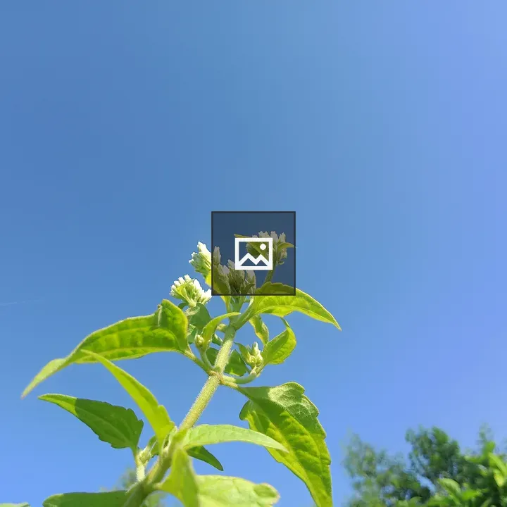 White flowers under blue sky