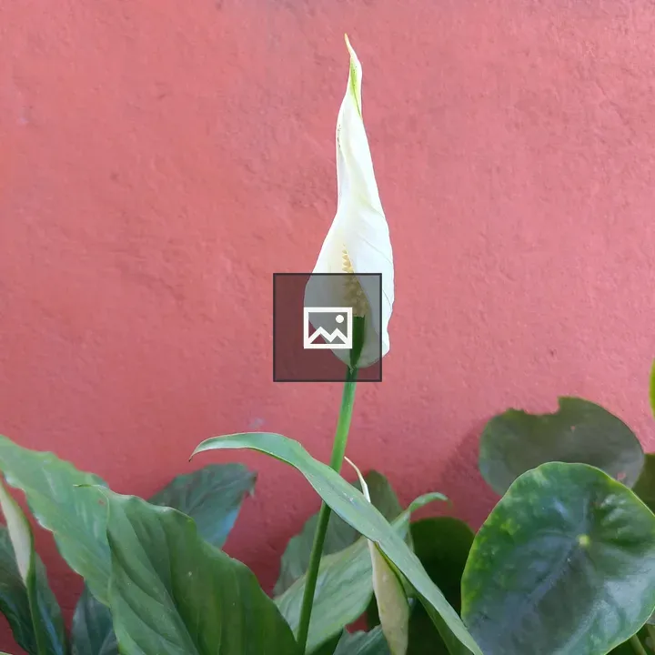 Peace Lily Bloom
