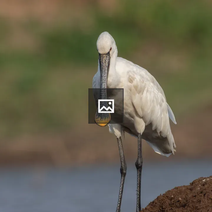 Eurasian spoonbill by lake