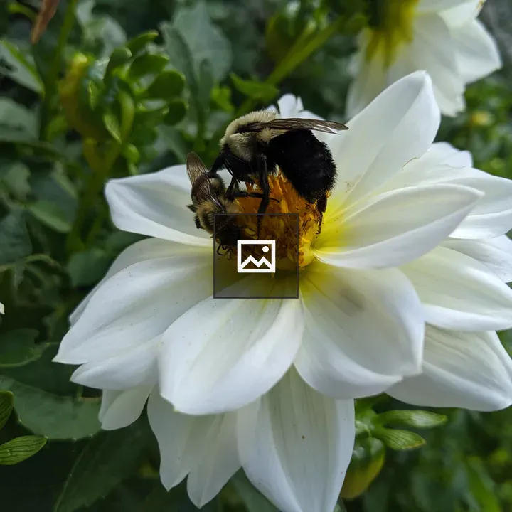 Bumblebees on a flower