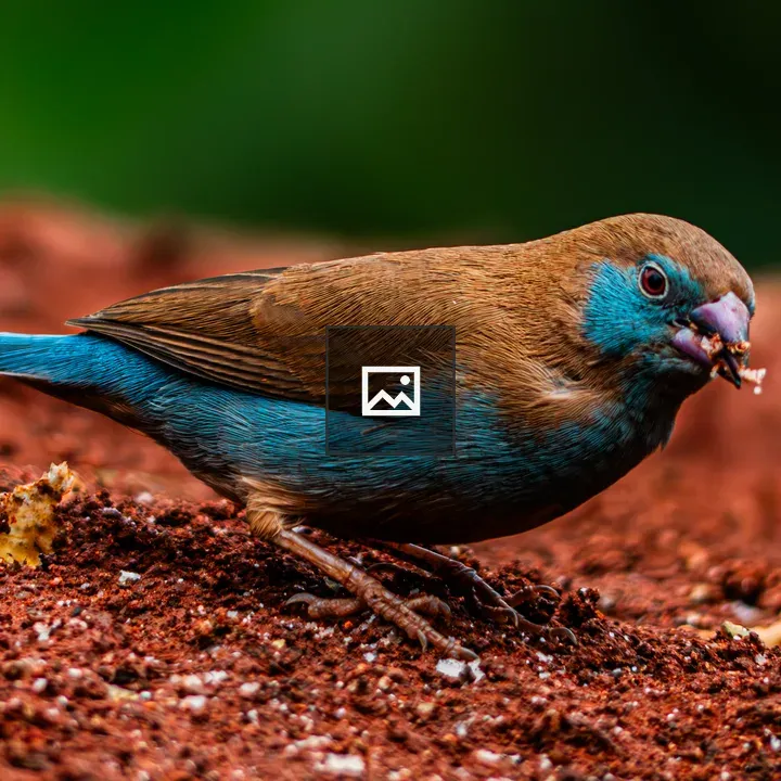 Red-Cheeked Cordon-Bleu on Ground