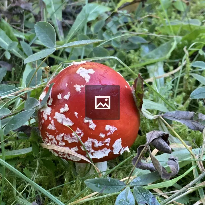 Forest Mushroom in Autumn