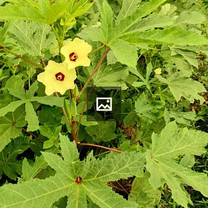 Two flowers on lady finger tree