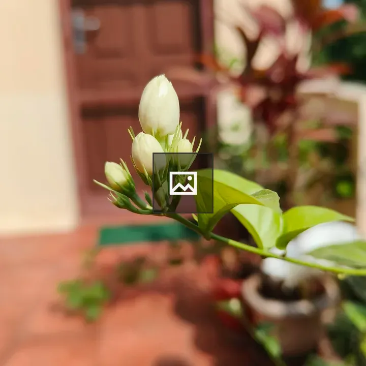 A budding plant in sun