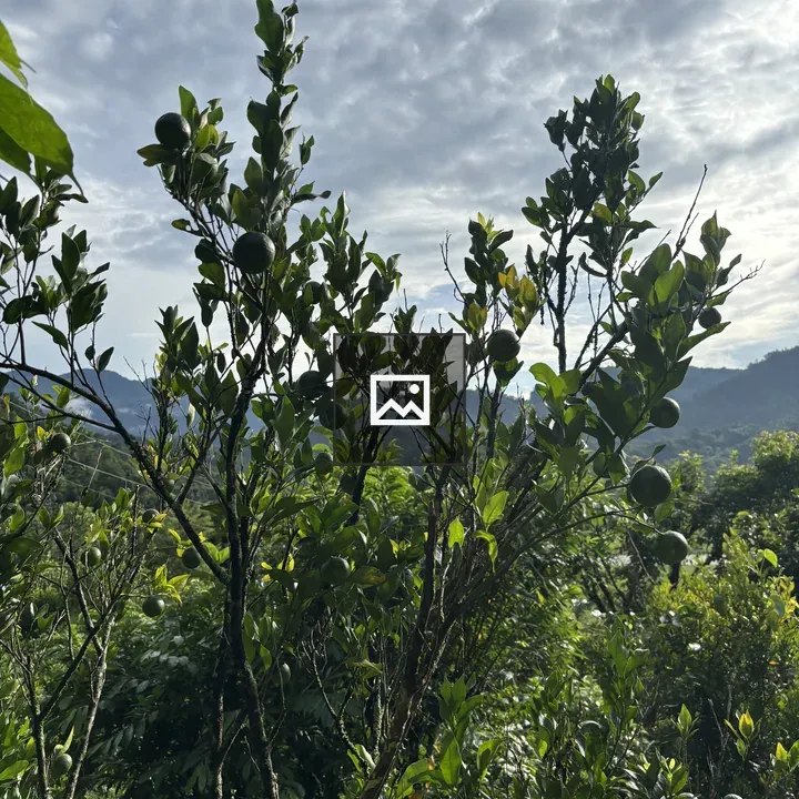 Orange Tree with Ripe Fruit
