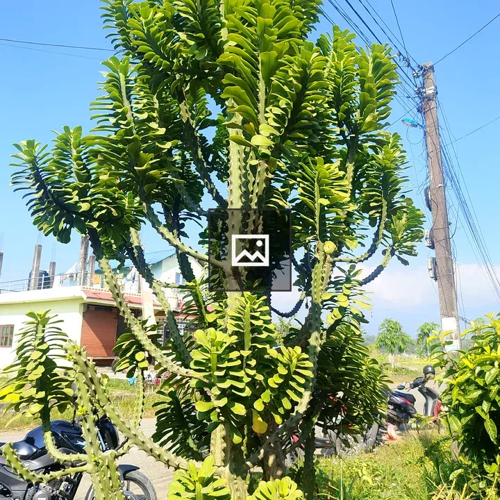 Tree and Utility Cables Scene