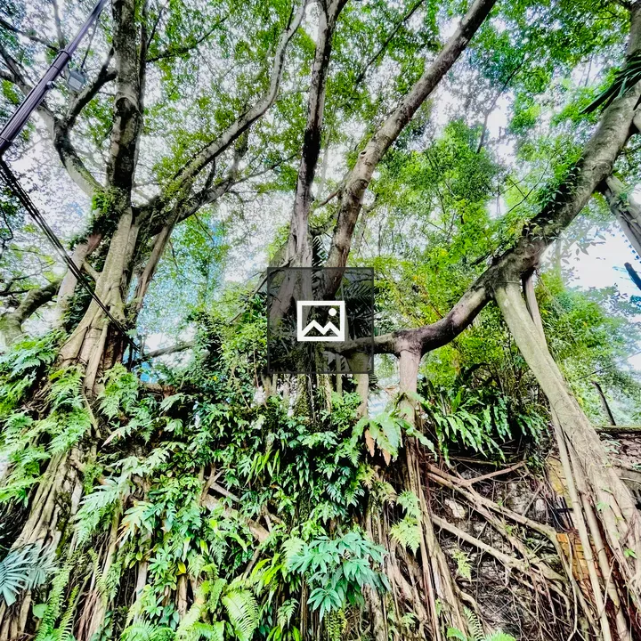 Ficus Microcarpa Tree in Kuala Lumpur