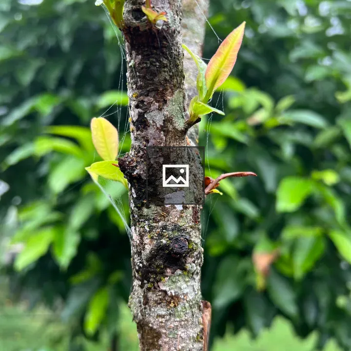 Young tree branch with leaves