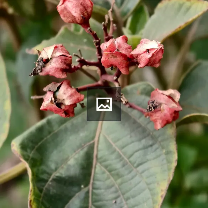 Seed pods on stem with leaf