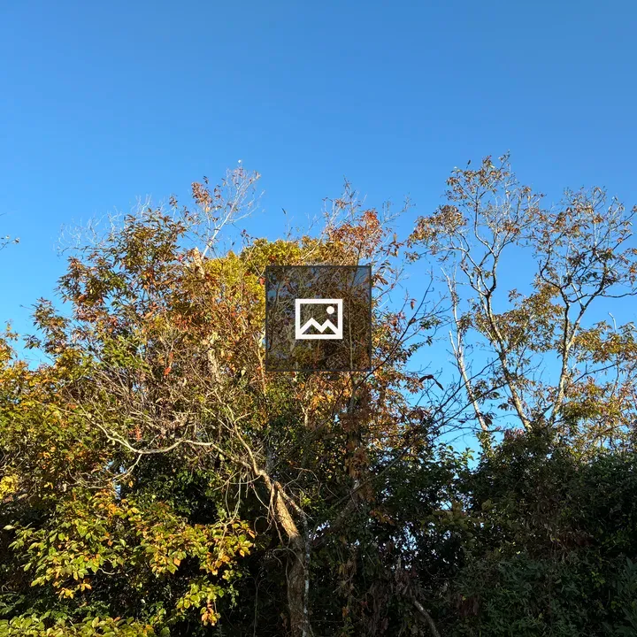 Trees with Seasonal Foliage