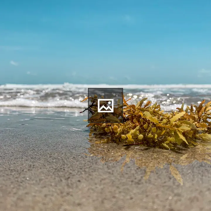Sea grass washed up on beach