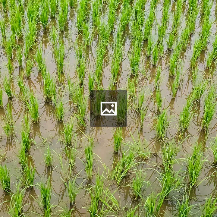 Young green rice plants in paddy