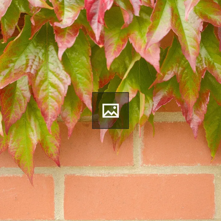 Ivy on Brick Wall