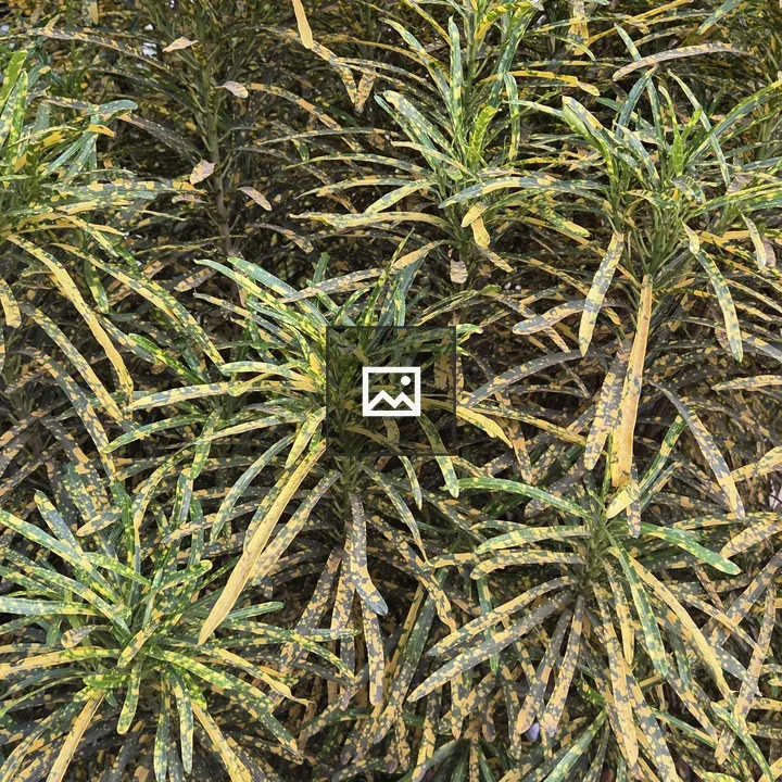 Variegated green and yellow leaves