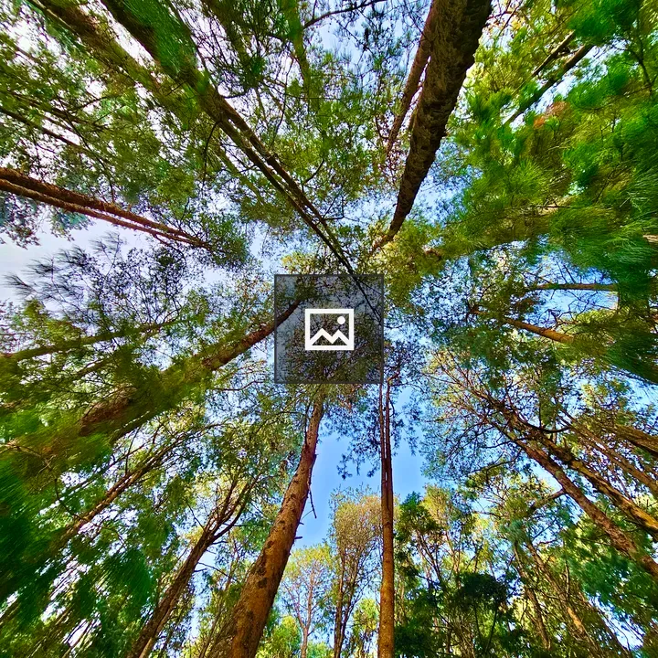 Pine trees from the bottom view