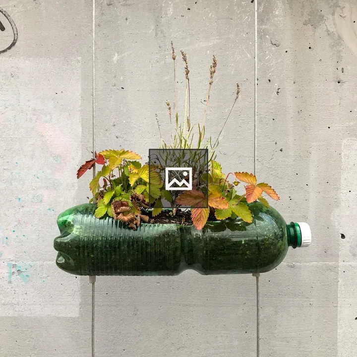 Plants in an empty PET bottle