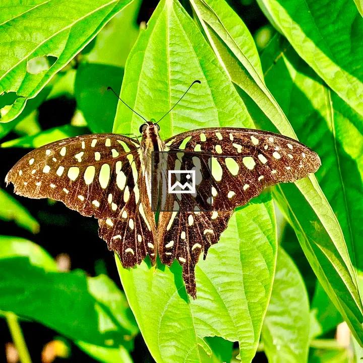 Graphium agamemnon butterfly close-up