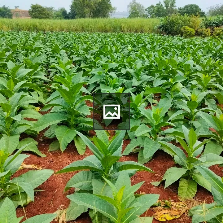 Tobacco Farm Plants