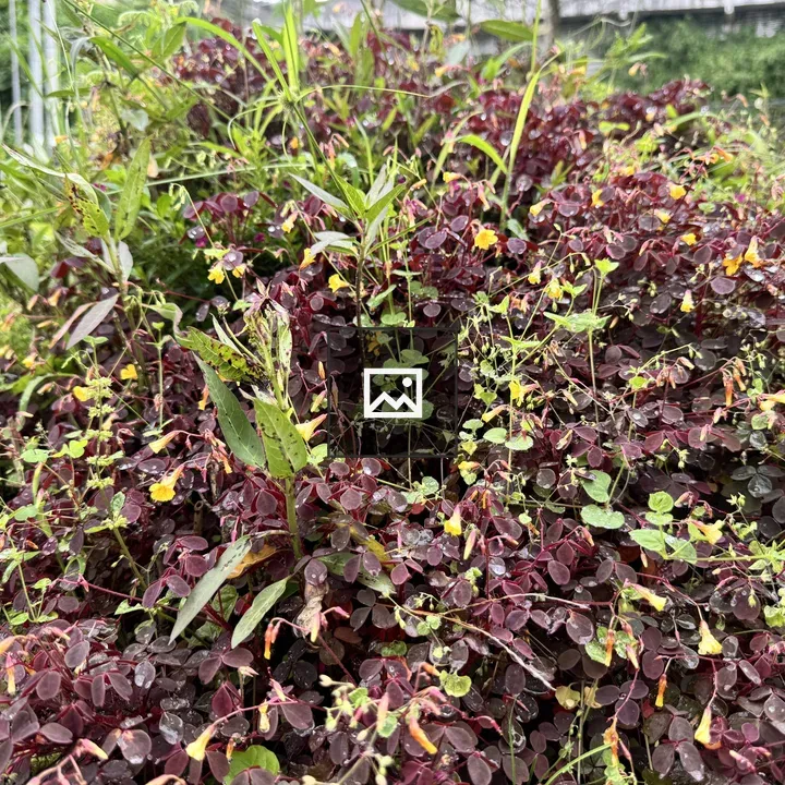 Burgundy Leaves with Yellow Flowers