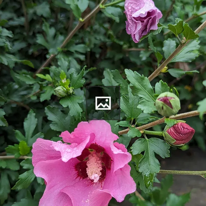 Pink hibiscus flowers