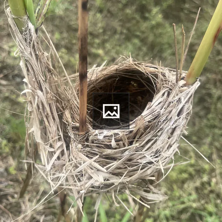 Bird's nest in grass
